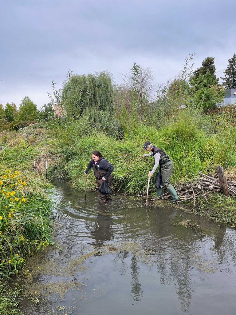Two people wading across small river with sticks and greenery on each side.
