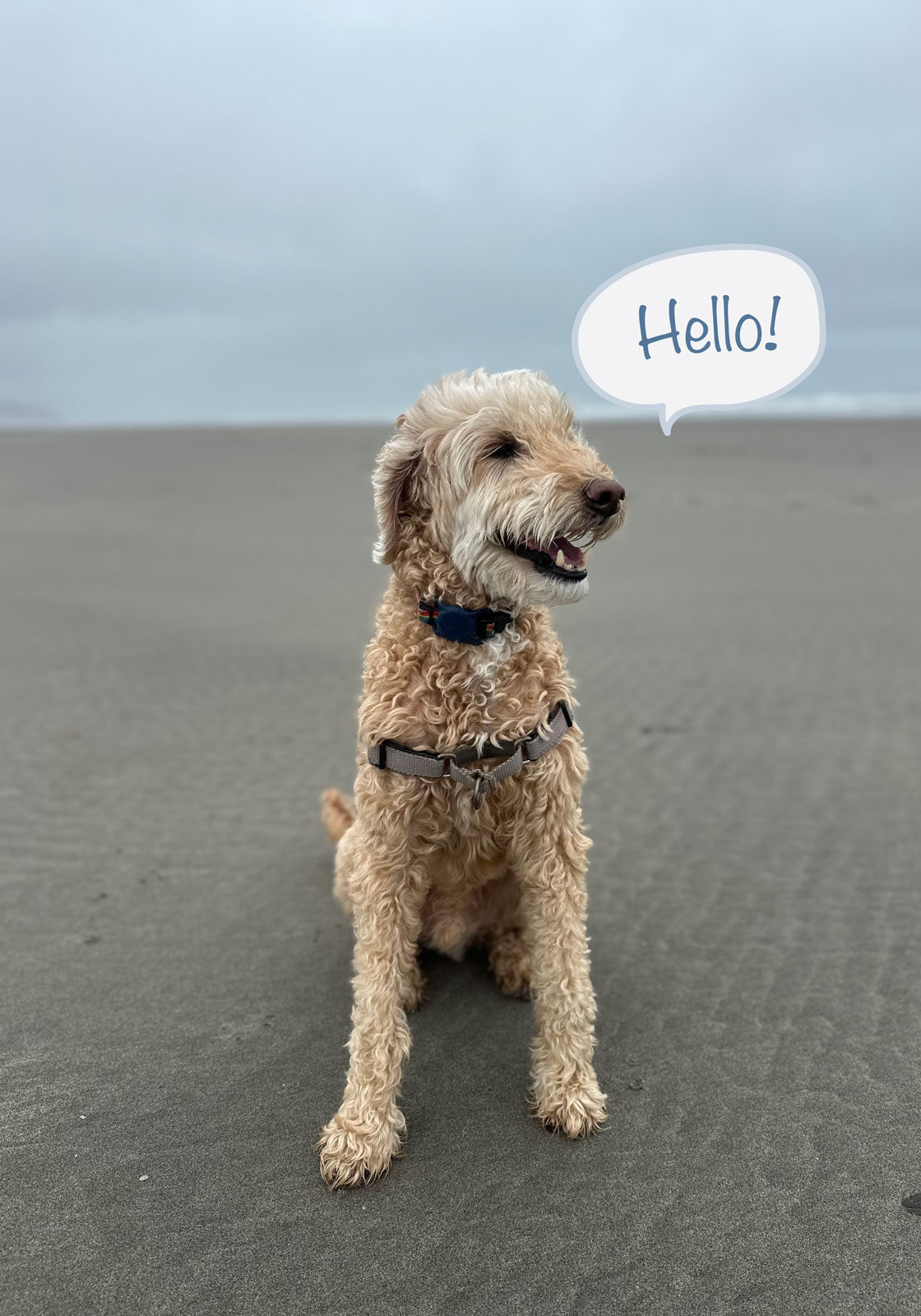 IMG_5952_Booker-Hello